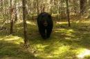 A black bear walking through a forest with moss-covered ground and trees in the background, approaching the camera.